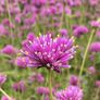 Fireworks, Gomphrena Seeds - Packet thumbnail number null